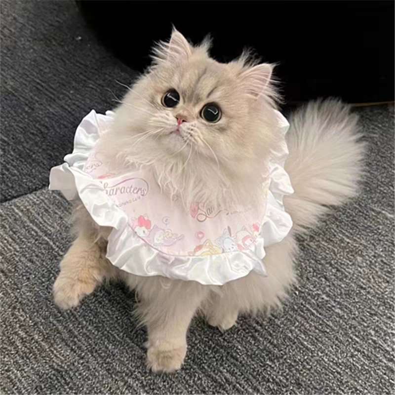 猫舍直销批发价格出售长毛蓝金渐层